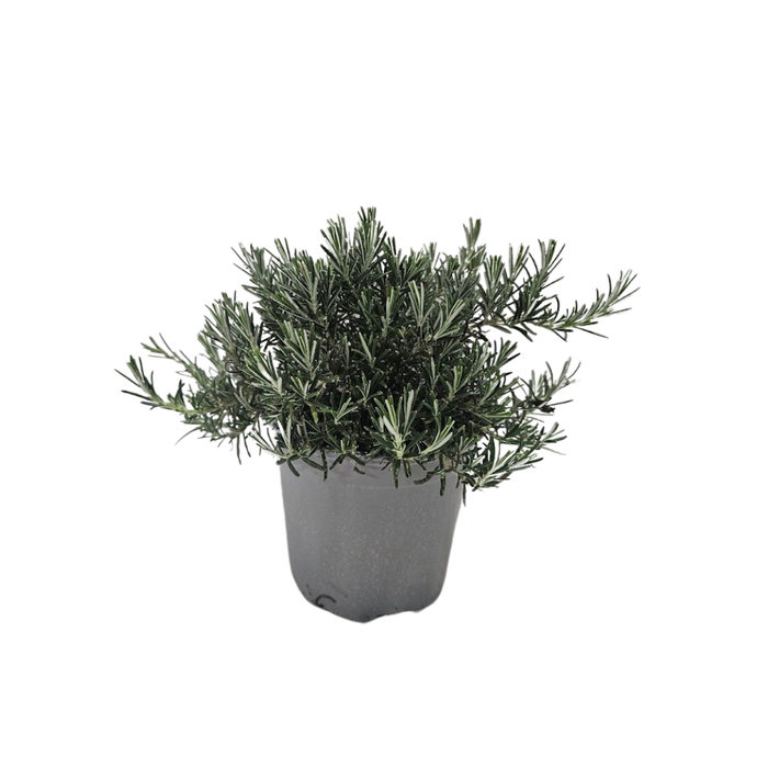 <h4>Rosmarinus officinalis 'Prostratus'</h4>