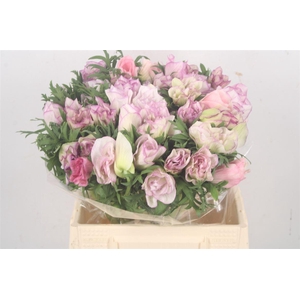 Anem Mistral Malva Super