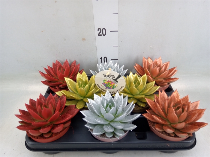 <h4>Echeveria  'Miranda'</h4>