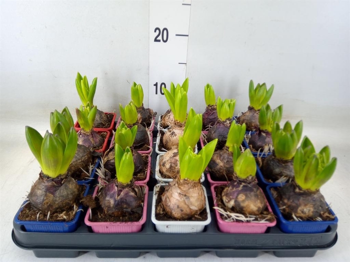 <h4>Hyacinthus orie.   ...mix 4</h4>