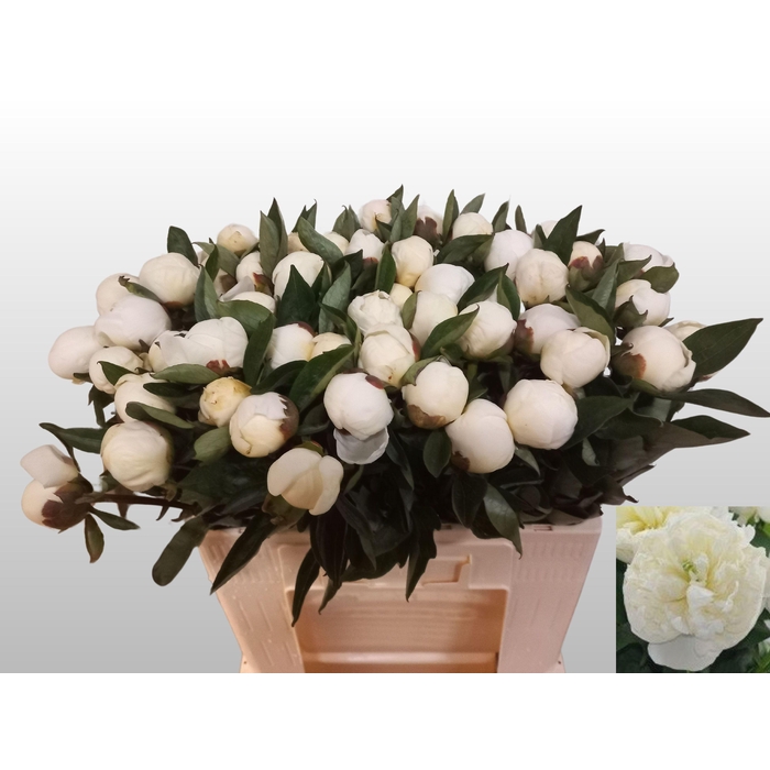 <h4>PAEO L DUCHES D NEMO</h4>