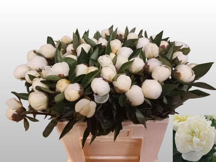 <h4>PAEO L DUCHES D NEMO</h4>