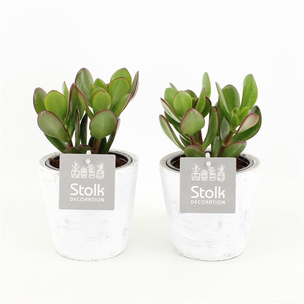<h4>Crassula Ovata 10,5 in White Wash pot</h4>
