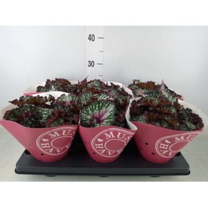 Begonia BD 'Purple Blush'