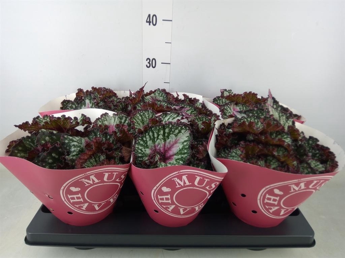 <h4>Begonia BD 'Purple Blush'</h4>