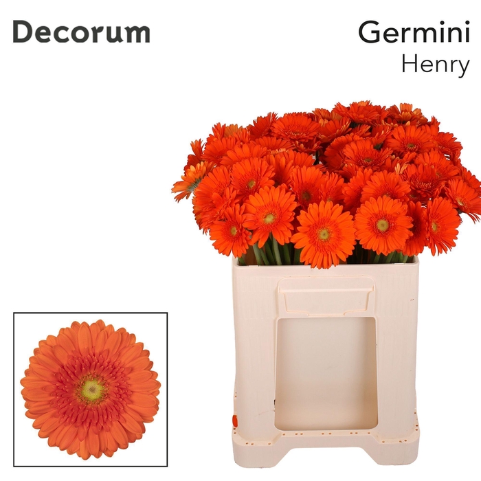 <h4>Germini Henry Water</h4>