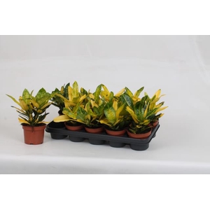 Codiaeum Goldfinger 12Ø 25cm 2ppi