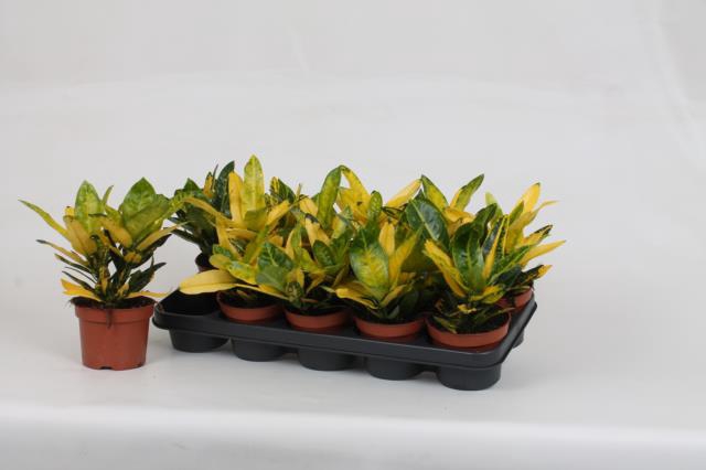 Codiaeum Goldfinger 12Ø 25cm 2ppi