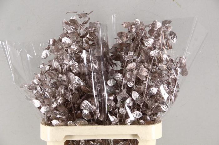 <h4>DF Lunaria Bs Champagne</h4>