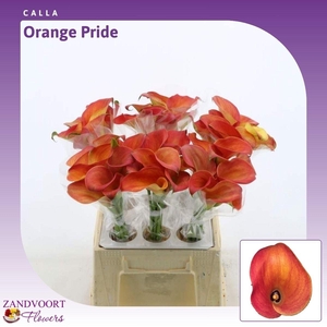 Calla Orange Pride