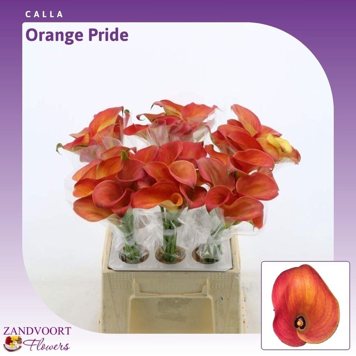<h4>Calla Orange Pride</h4>