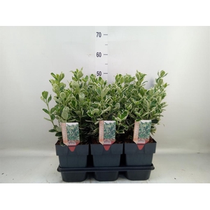 Euonymus japon. 'Kathy'