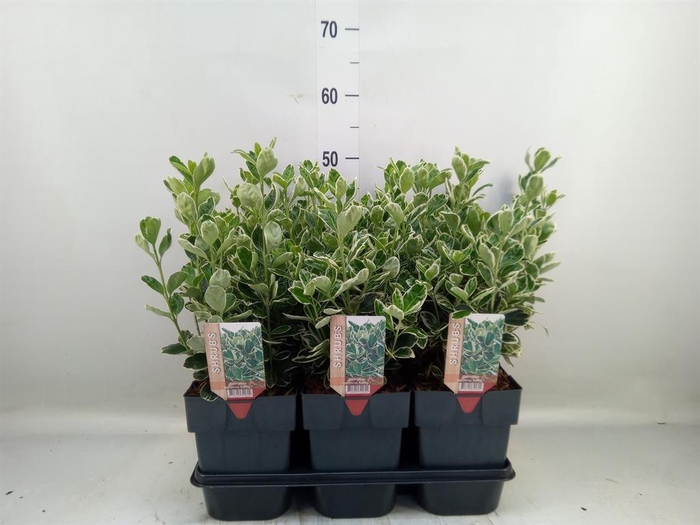 <h4>Euonymus japon. 'Kathy'</h4>