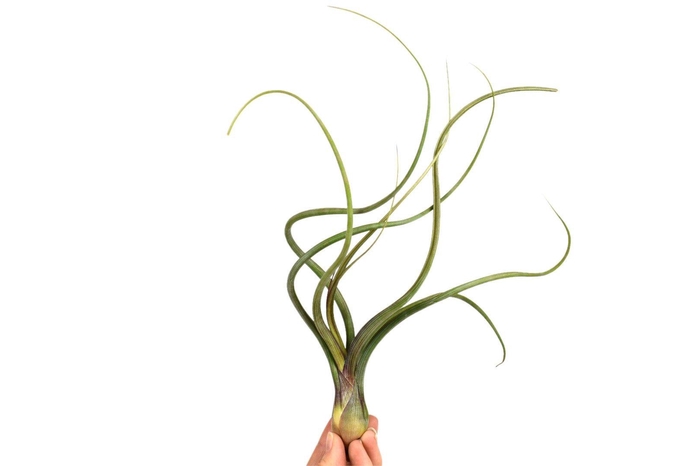 <h4>Tillandsia Bailey</h4>