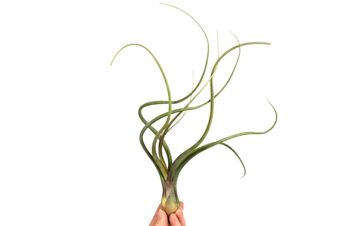 <h4>Tillandsia Bailey</h4>