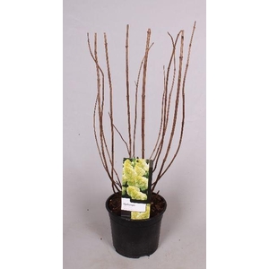 Hydrangea paniculata Magical Candle 19 cm