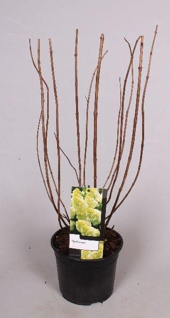<h4>Hydrangea paniculata Magical Candle 19 cm</h4>