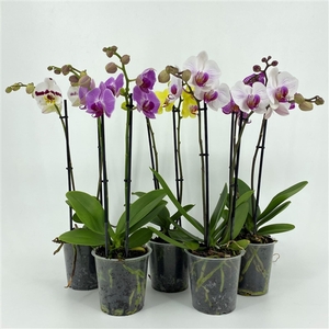 PHAL 2T MIX 10+ 40-55