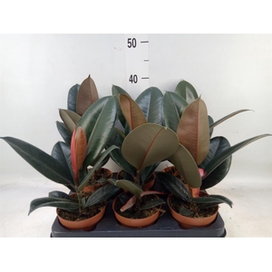 Ficus elastica 'Robusta'