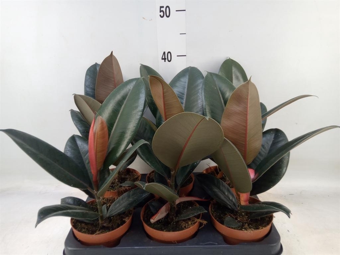 <h4>Ficus elastica 'Robusta'</h4>