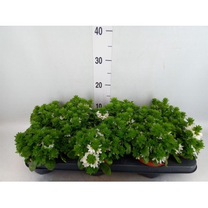 Scaevola  'Whirlwind White'