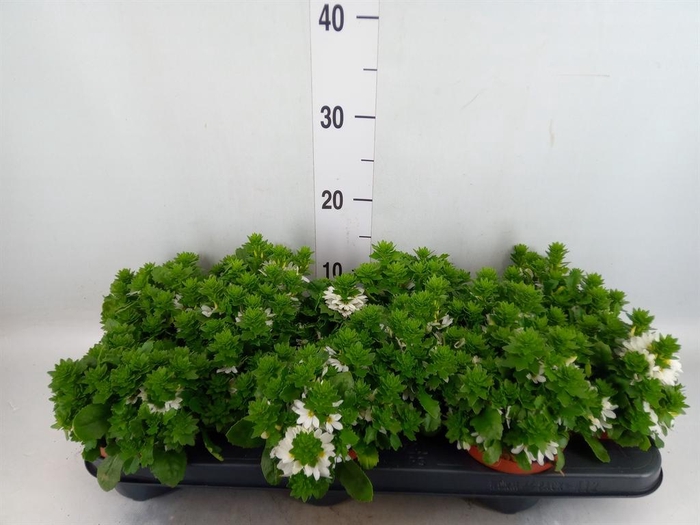 <h4>Scaevola  'Whirlwind White'</h4>