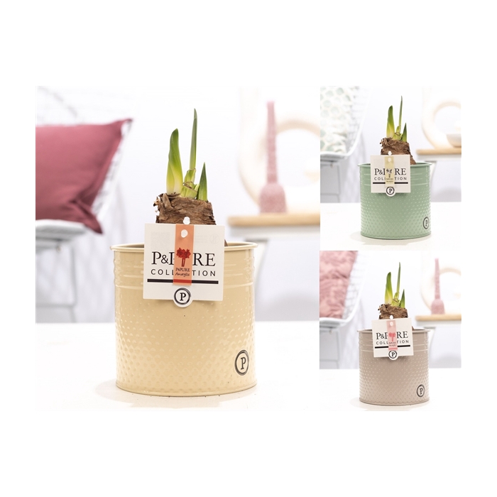 <h4>Hippeastrum mix in P&PURE zinc pot Louise 4 mix</h4>