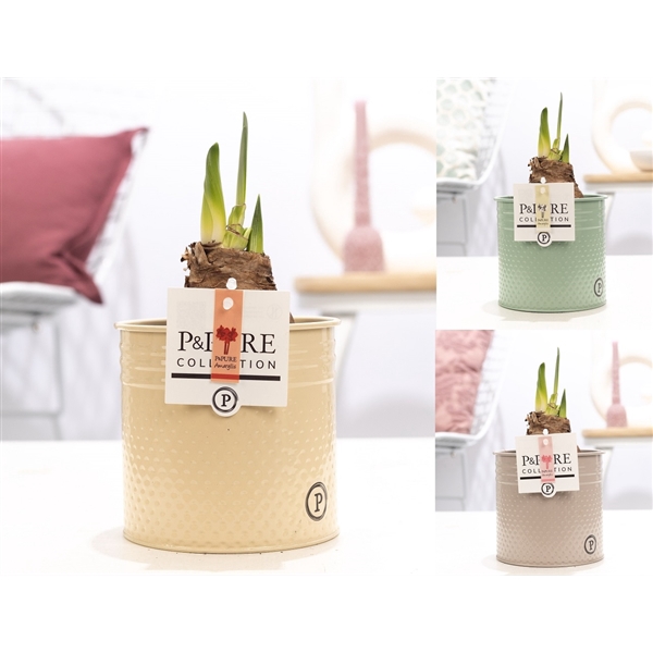 Hippeastrum mix in P&PURE zinc pot Louise 4 mix