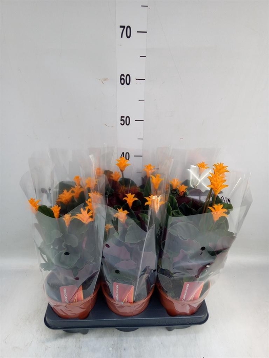 <h4>Calathea crocata</h4>