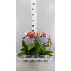 Phalaenopsis   ...