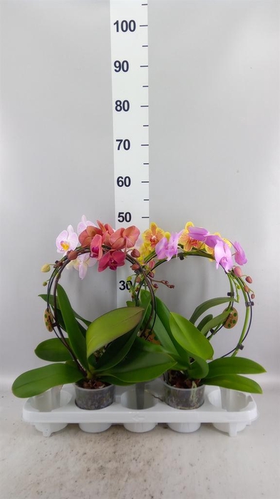 <h4>Phalaenopsis   ...</h4>