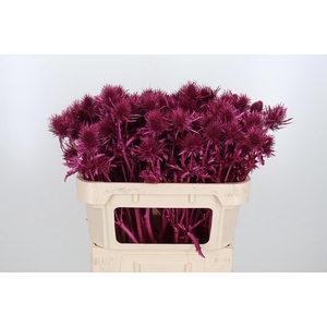 Eryn Supernova Kl Bh Metallic Erika