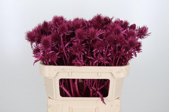 <h4>Eryn Supernova Kl Bh Metallic Erika</h4>