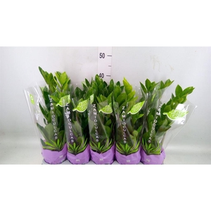 Zamioculcas zamiifolia