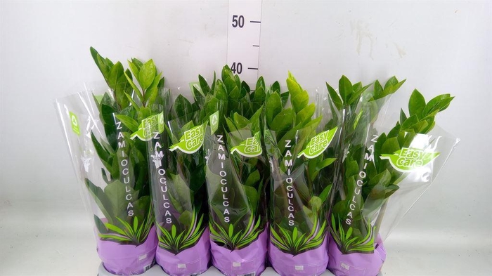 <h4>Zamioculcas zamiifolia</h4>