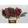 Protea Barbigera Ruby Princess