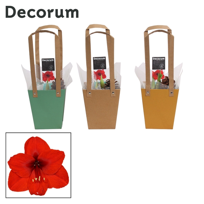 <h4>Amaryllis Rood 2 Knop in Giftbag HERFST (Decorum)</h4>