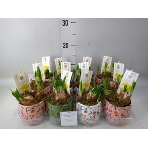 Arr.  Narcissus Tete Tete H%