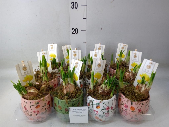 <h4>Arr.  Narcissus Tete Tete H%</h4>