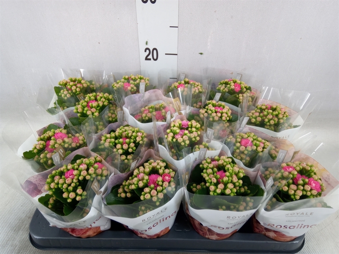 <h4>Kalanchoe blos. 'RosDon Nando'</h4>