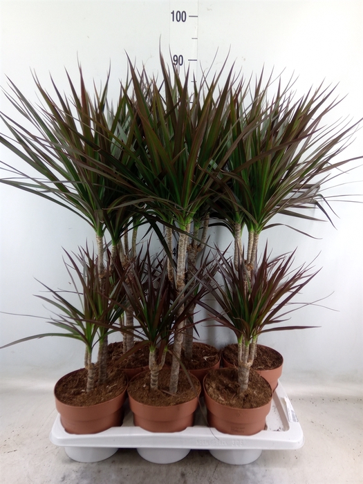 <h4>Dracaena marg. 'Magenta'</h4>