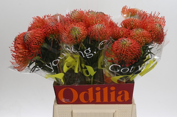 <h4>Nutans Succession</h4>