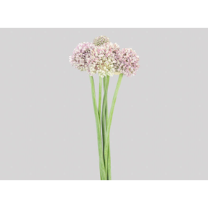 FLOR DE ALHO
