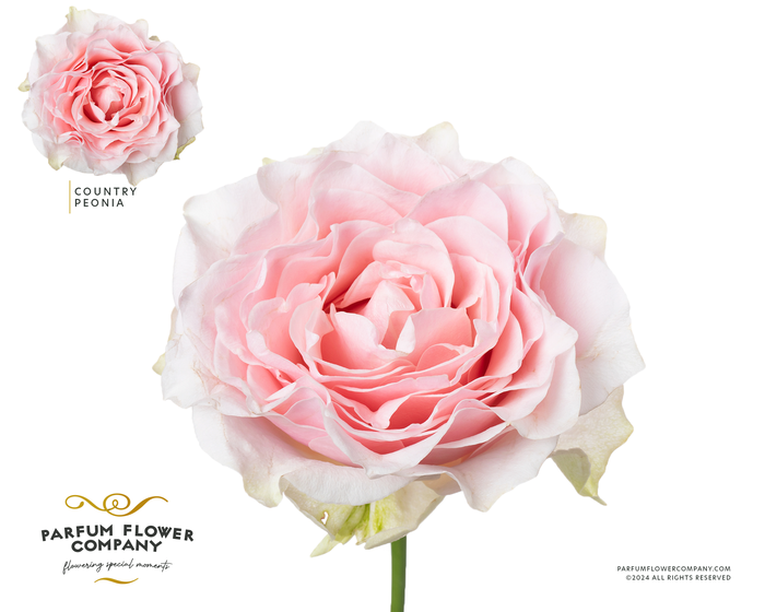 <h4>Rosa Garden Country Peonia</h4>