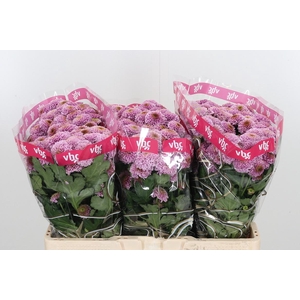 Chr San Aaa Doria Pi