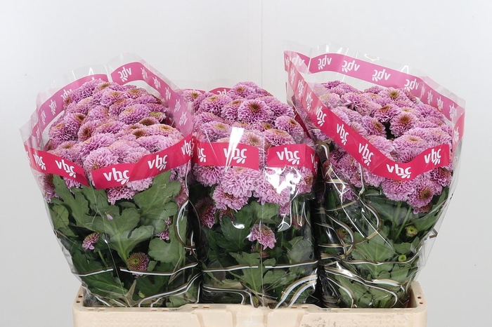 <h4>Chr San Aaa Doria Pi</h4>