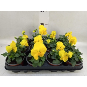 Viola wr. 'Matrix Yellow'