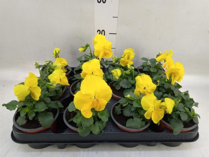 <h4>Viola wr. 'Matrix Yellow'</h4>