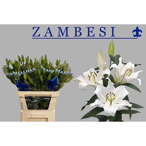 LI OT ZAMBESI 65+
