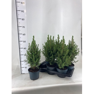 PICEA GL CONICA